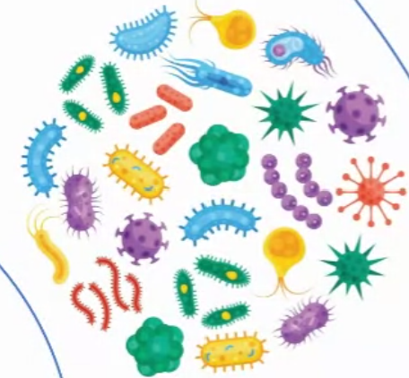 Amylase, 480 ml