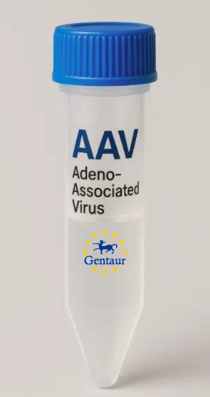 DDX10 AAV Vector (Rat) (CMV)