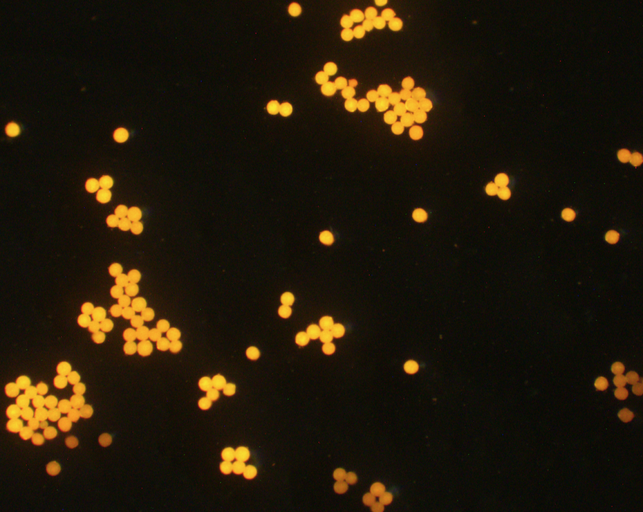 Orange PS Fluorescent Particles, 9 um-NH2
