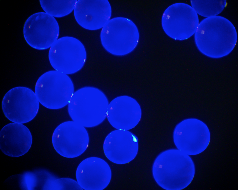 Blue PS Fluorescent Particles, 120-150 um-NH2