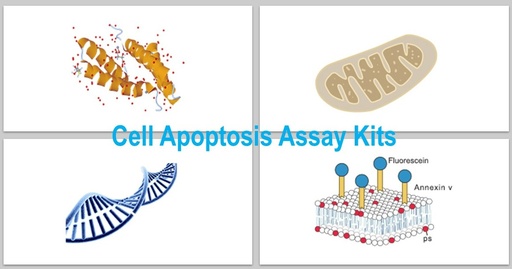 [KS-CELL-276] Caspase 1 Activity Assay Kit (Colorimetric Method)