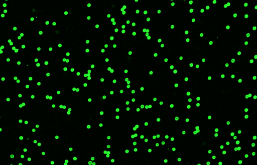 [AFG-1800-NH2] Green PS Fluorescent Particles, 18 um-NH2