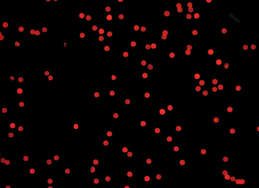 [ABWR-21-1000] Red PS Fluorescent Particles, 10 um